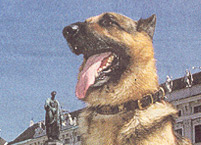 Kommisar Rex - Bild 1