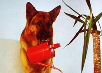 Kommisar Rex - Bild 2