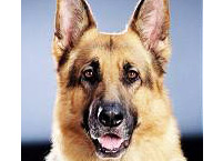 Kommisar Rex - Bild 3