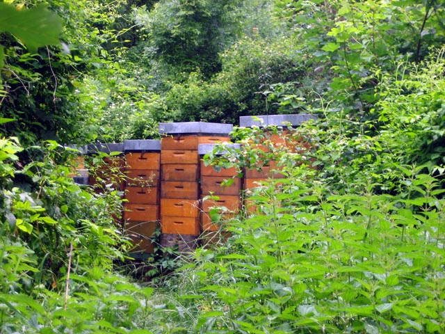 Galerie Zentralfriedhof1